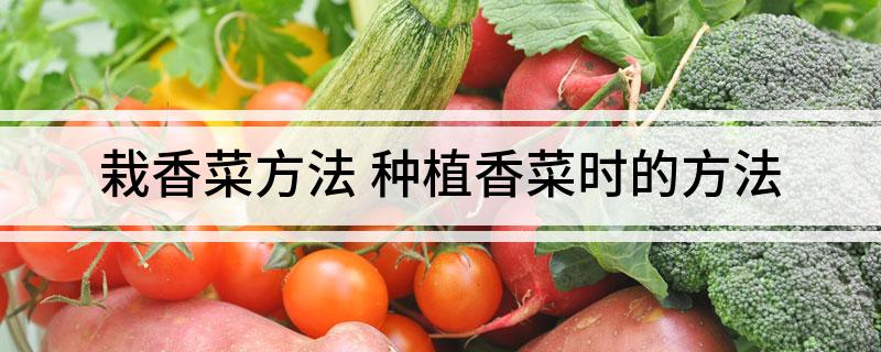 栽香菜方法