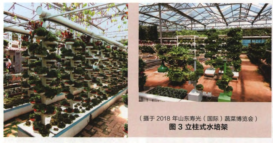 种植丝瓜土壤_丝瓜无土栽培技术_丝瓜无土种植技术