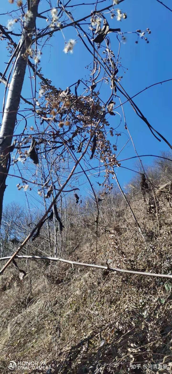 野生山药你了解多少，给你科普与众不同的宝贝