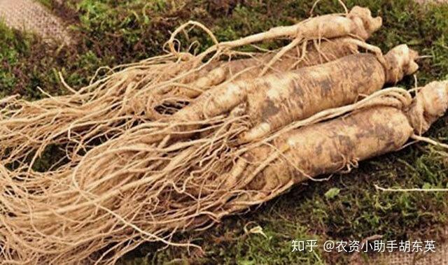 人参种植技术视频播放_人参种植致富视频_人参种植技术视频
