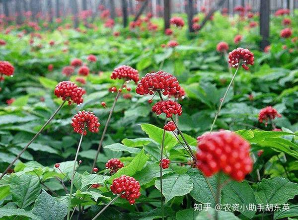 人参种植致富视频_人参种植技术视频_人参种植技术视频播放