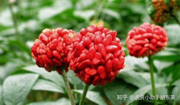 人参种植技术视频_人参种植致富视频_人参种植技术视频播放