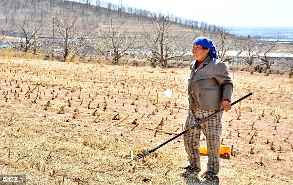 笨鸡怎么养殖技术视频_笨鸡养殖技术视频_笨鸡的养殖成本及利润