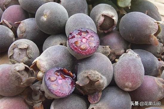 这种野果你吃过吗？又到了桃金娘满山开的季节，期待果子成熟