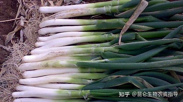 大葱软腐烂根用什么药灌根好？大葱黄叶死苗怎么办？大葱重茬根腐用药“根小子”