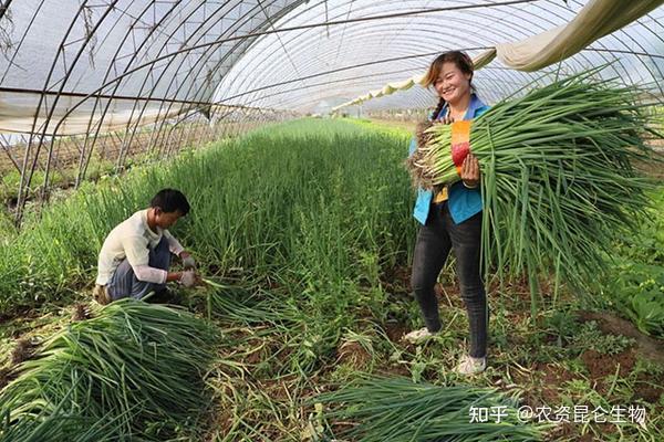 大葱种植高产新技术_里县大葱种植技术_大葱种植收益如何
