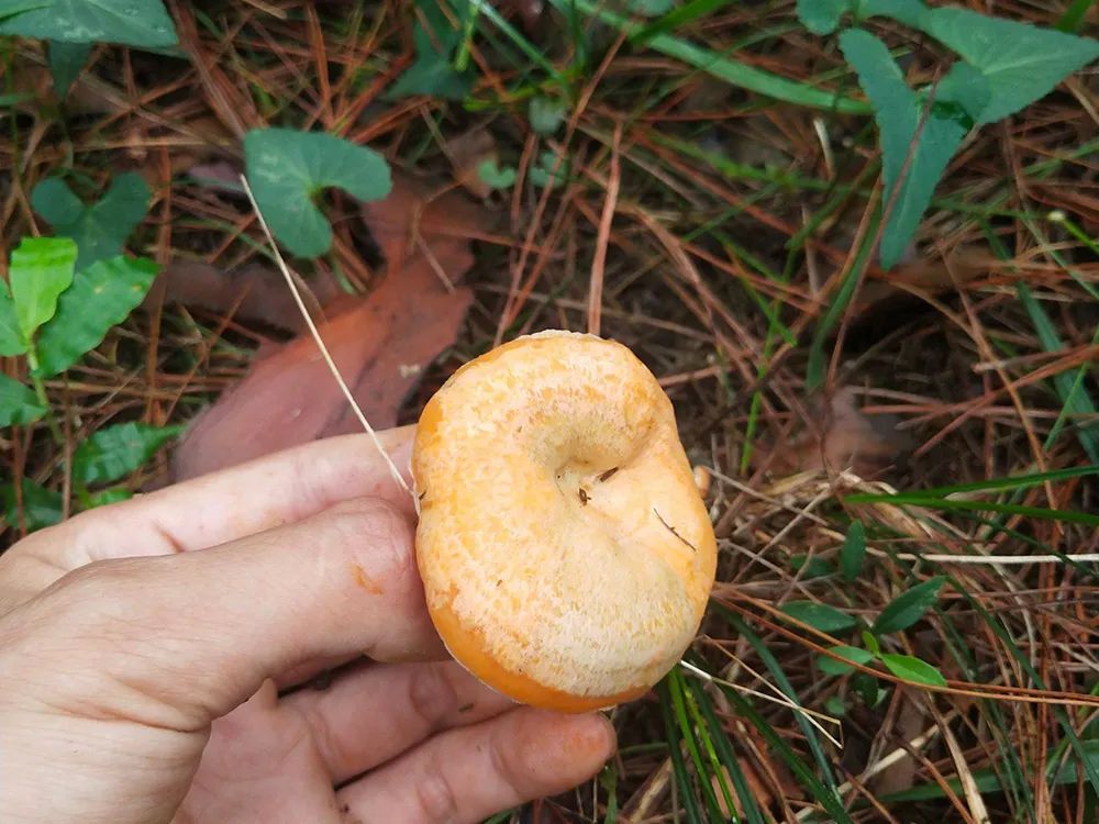 松针怎么种植_松针种植技术_松针种植致富