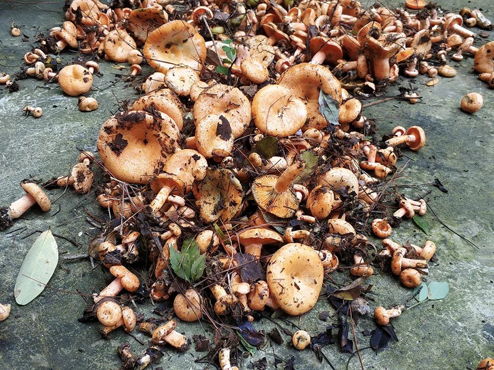 松针怎么种植_松针种植致富_松针种植技术