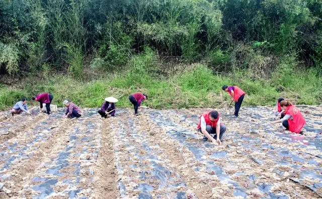 三穗县蜜蜂村：种下头花蓼 扎下致富根