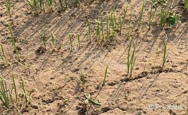 大葱种植管理技术视频_大葱种植收益如何_里县大葱种植技术