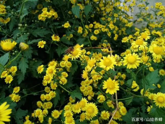 养蜂养殖技术_养殖密蜂技术_养蜂蜜蜂养殖技术视频