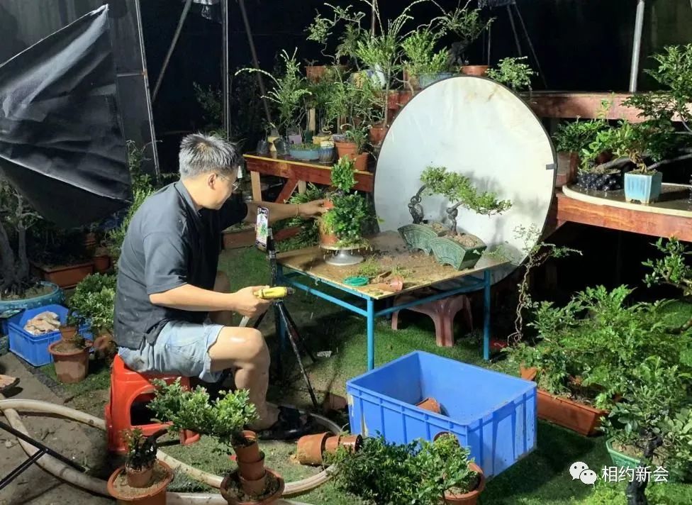 盆栽致富_盆景致富经_盆景养殖致富