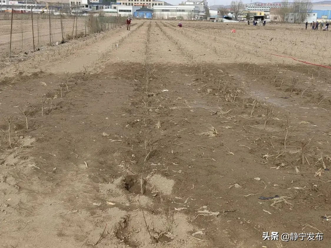 致富药材种植金银花技术与管理_致富经药材金银花种植技术_致富药材种植金银花技术要求