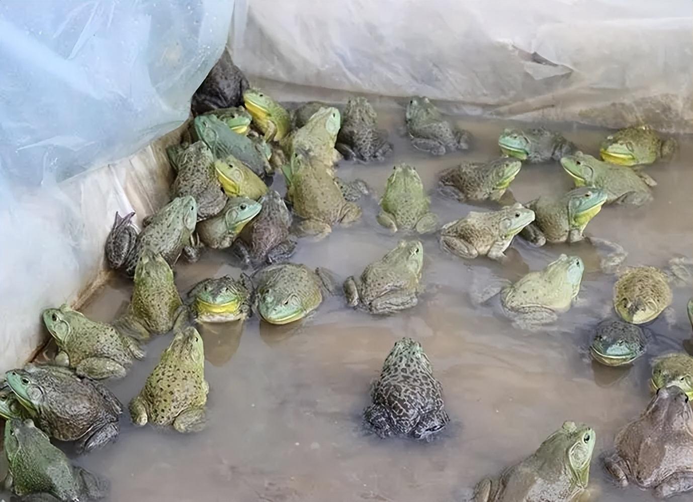 致富经之牛蛙_致富经牛蛙养殖_致富经牛蛙养殖技术视频