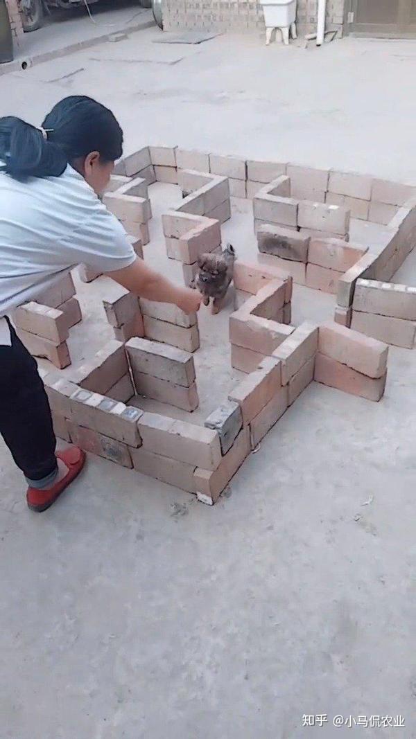 养殖致富网视频_养殖视频致富经_国外养殖致富视频