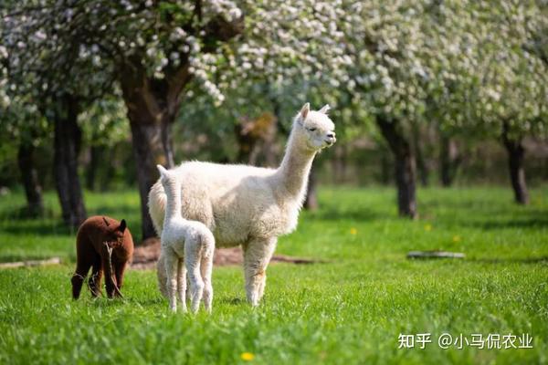 养殖视频致富经_养殖致富网视频_国外养殖致富视频