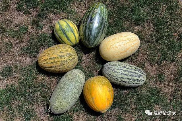 东瓜育种方法_东瓜的种植技术_东瓜栽培技术