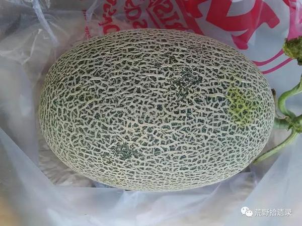 东瓜育种方法_东瓜的种植技术_东瓜栽培技术