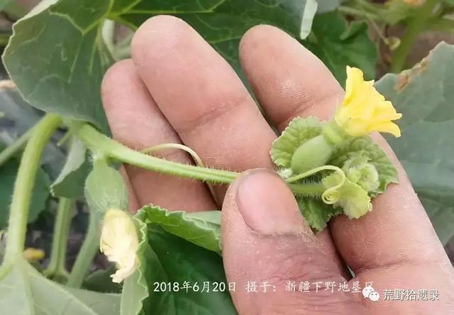东瓜栽培技术_东瓜的种植技术_东瓜育种方法
