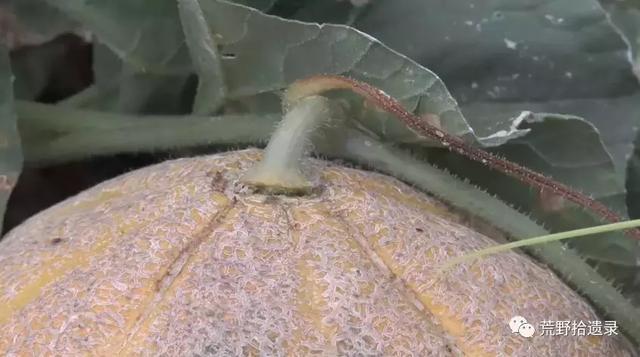 东瓜栽培技术_东瓜的种植技术_东瓜育种方法