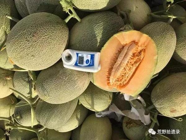 东瓜育种方法_东瓜的种植技术_东瓜栽培技术