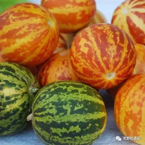东瓜育种方法_东瓜的种植技术_东瓜栽培技术