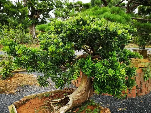 盆景致富经视频_致富经盆景花卉_cctv致富经盆景