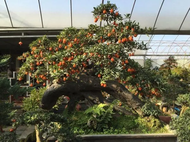 cctv致富经盆景_盆景致富经视频_致富经盆景花卉
