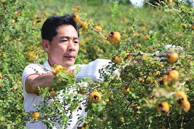 很纯种植致富_致富种植视频全集_种养致富