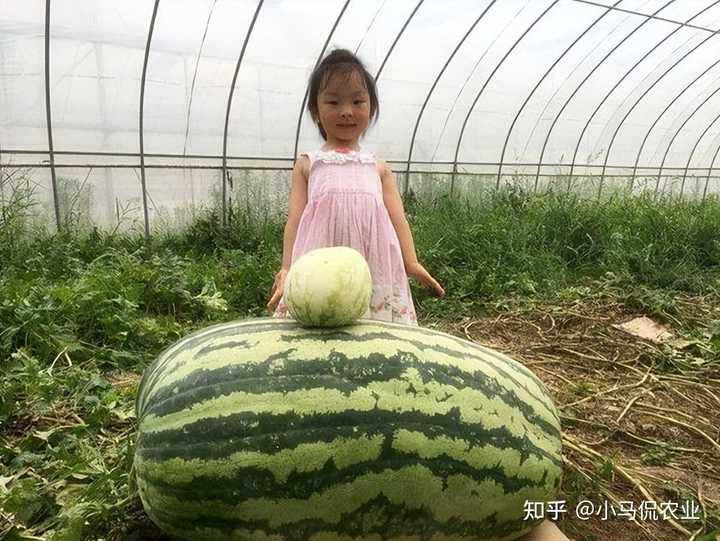 东瓜高产栽培技术_东瓜的种植技术_东瓜栽培技术