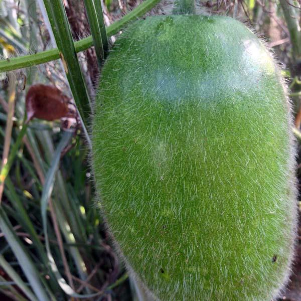 东瓜栽培技术_东瓜的种植技术_东瓜种植技术和管理