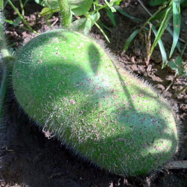 东瓜种植技术和管理_东瓜的种植技术_东瓜栽培技术