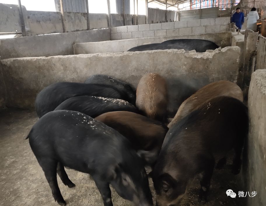 致富养殖什么最赚钱_轻松养殖致富书籍_养殖致富经
