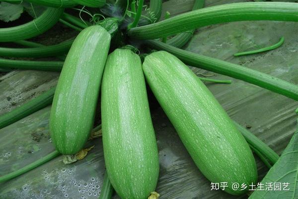 大棚网纹瓜种植技术_大棚瓜种植技术与管理_大棚网纹瓜的水肥管理