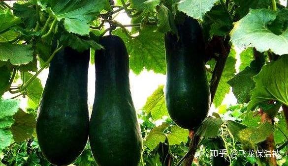 黑皮冬瓜病虫害防治方法