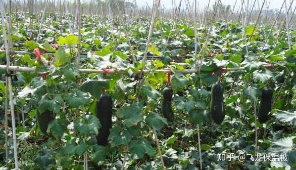东瓜的种植方法_东瓜的种植技术_东瓜育种方法