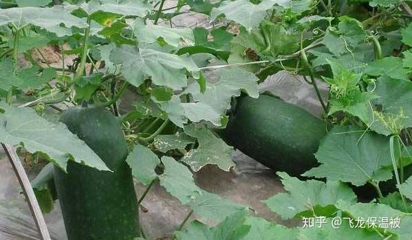 东瓜育种方法_东瓜的种植方法_东瓜的种植技术