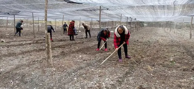 致富经种羊肚菌视频_致富经羊肚菌高基盛_致富经cctv7视频羊肚菌