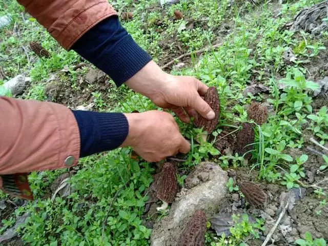 致富经羊肚菌高基盛_致富经种羊肚菌视频_致富经cctv7视频羊肚菌