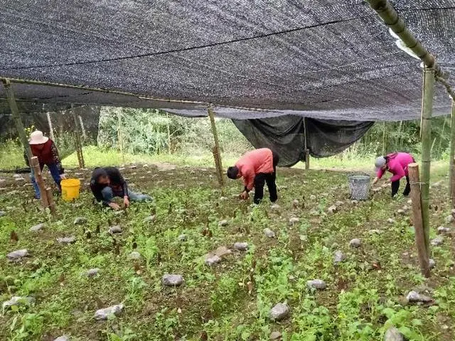 致富经种羊肚菌视频_致富经cctv7视频羊肚菌_致富经羊肚菌高基盛