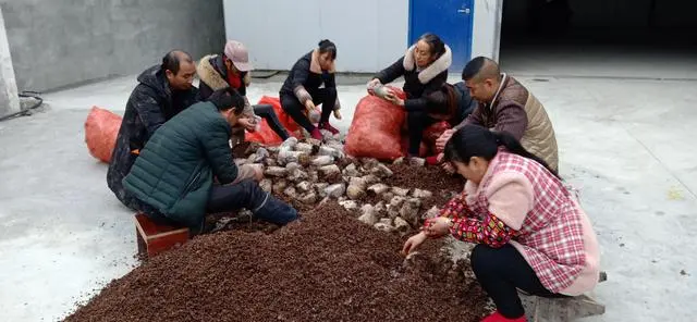 致富经cctv7视频羊肚菌_致富经种羊肚菌视频_致富经羊肚菌高基盛