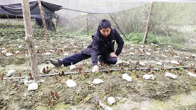 致富经羊肚菌高基盛_致富经种羊肚菌视频_致富经cctv7视频羊肚菌