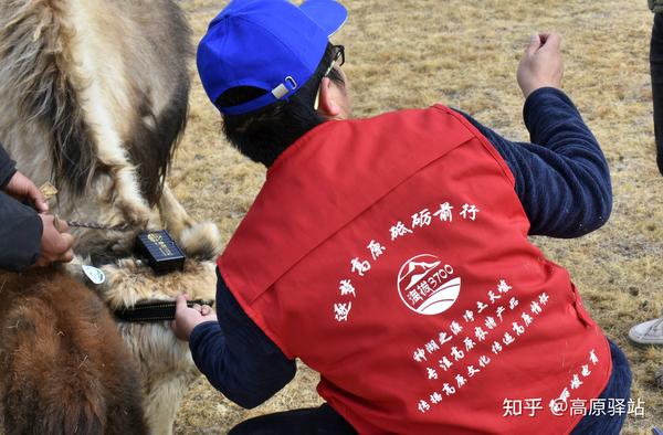 高原蔬菜大棚适合种植什么_高原温室大棚_致富经高原大棚