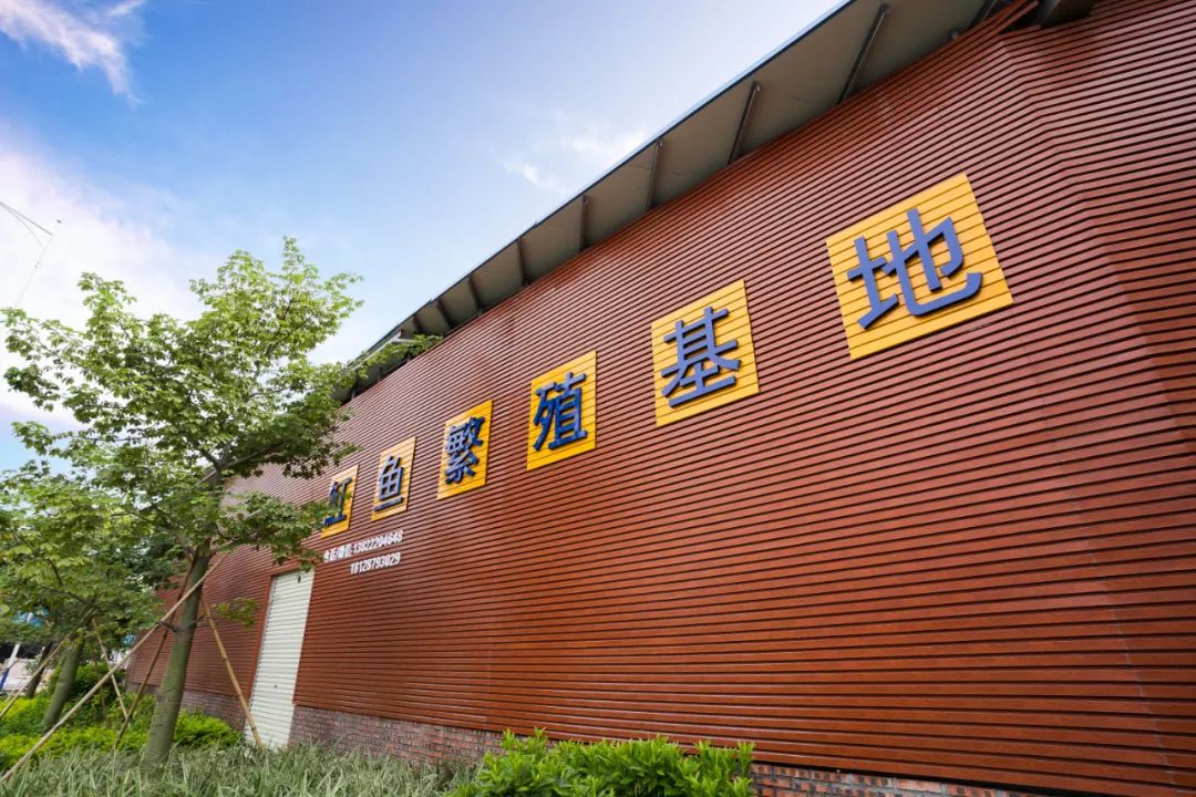 魟鱼养殖致富_养殖鳇鱼_养殖鳘鱼