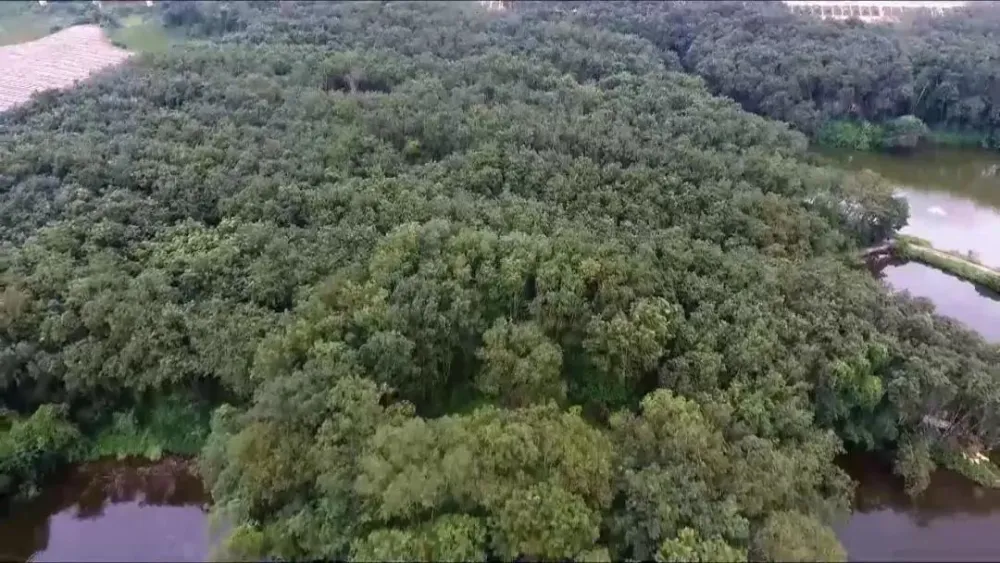 橡胶致富种植项目有哪些_橡胶种植收益_橡胶种植致富项目
