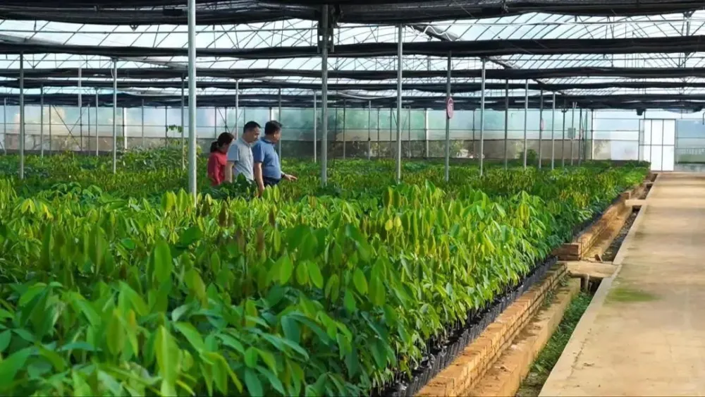 橡胶致富种植项目有哪些_橡胶种植收益_橡胶种植致富项目