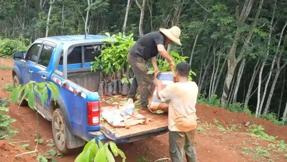 橡胶致富种植项目有哪些_橡胶种植收益_橡胶种植致富项目