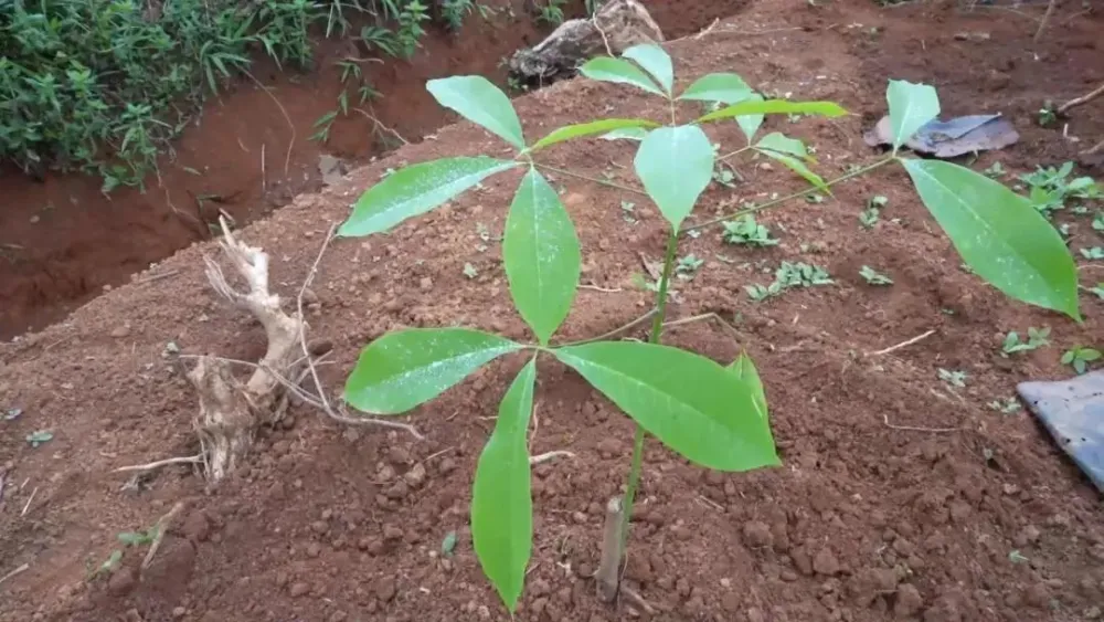 橡胶种植致富项目_橡胶种植收益_橡胶致富种植项目有哪些