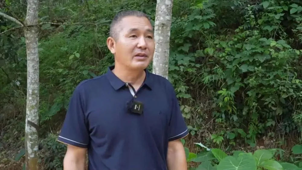 橡胶种植致富项目_橡胶致富种植项目有哪些_橡胶种植收益