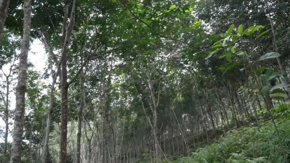 橡胶种植致富项目_橡胶种植收益_橡胶致富种植项目有哪些